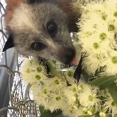 Hungry Bat Licks Flowers to Extract Nectar in Sydney