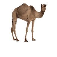 Wednesday Hump Day Sticker by GEICO