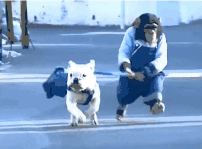 Video gif. Chimp wearing overalls holds onto the leash of a bulldog, who is running and pulling the chimp down a street.