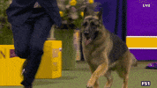 Dogs GIF by Westminster Kennel Club