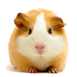 hamster STICKER