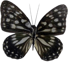 butterfly STICKER