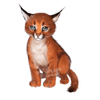 Cat Котенок Sticker by VIPLEO® is the cattery founder of legal caracats.