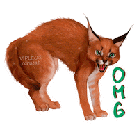 Cat Omg Sticker by VIPLEO® is the cattery founder of legal caracats.