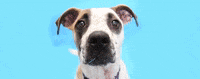GIF by LifeLine Animal Project