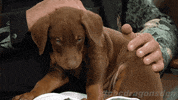 dragons den puppy GIF by CBC
