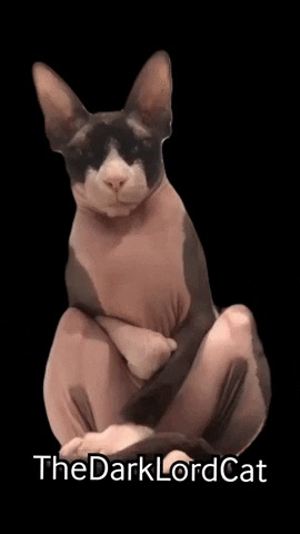 Disgusted Sphynx Cat GIF by Still Not A Hippie