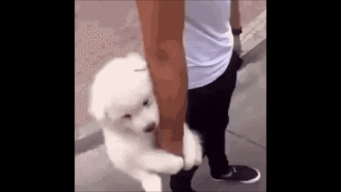 Dogs Bitcoin GIF by Huobi