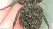 spider terrifying GIF
