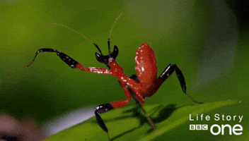 bbc one bugs GIF by BBC