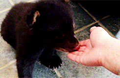 bear GIF