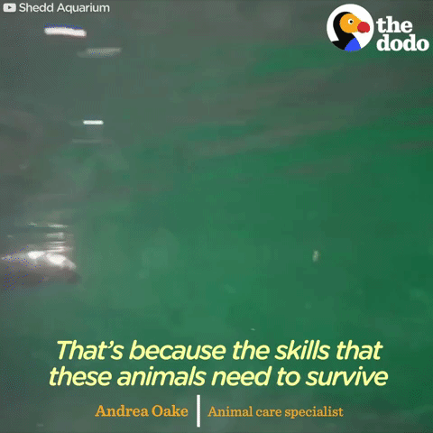 sea otters GIF by The Dodo
