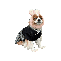 Dogs Love Sticker