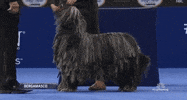 national dog show 2018 GIF by NBC