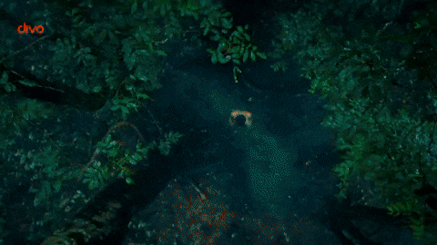 Music Label GIF by Divo Music