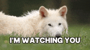 Eyes Watching GIF by Colossal
