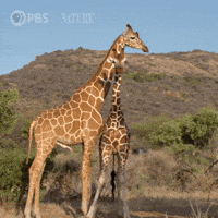 Baby Animal Wildlife GIF by Nature on PBS