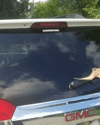 Jurassic Park Dinosaur GIF by WiperTags Wiper Covers