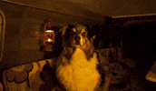 GIF by Old Time Hawkey