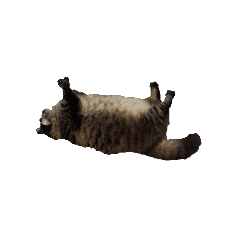 National Cat Day Sticker by Gray Hat Films