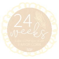 24 Weeks Pregnancy Sticker by Audrey & Bear