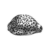 Marine Biology Illustration Sticker by The Wild Curiosity