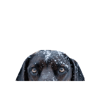 Bavarian Mountain Hound Dog Sticker by Romtat Farm