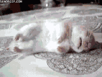easter bunnies GIF