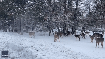 Herd of Deer Ride Out Snowstorm With Help From Michigan Hunt Club