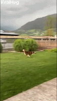Crazy Juna Dog Gets Garden Zoomies 