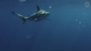 national geographic swimming GIF by Nat Geo Wild