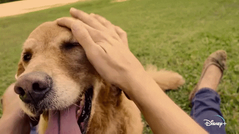 Jeff Goldblum Dogs GIF by National Geographic Channel