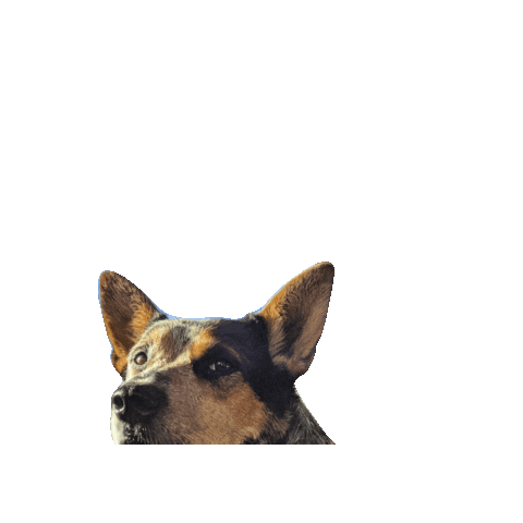 Star Wars Sticker by Geekster Pets