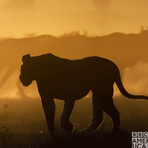 sir david attenborough sunset GIF by BBC America