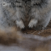Pbs Nature Wildlife GIF by Nature on PBS