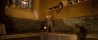 Cat Meow GIF by Cats Movie
