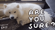 Benji No GIF