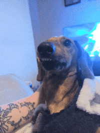 KantoLegend_ dog puppy teeth doggo GIF