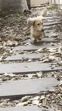 longboydashy dog puppy dachshund hopping GIF