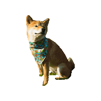 Shiba Inu Doge Sticker by Geekster Pets