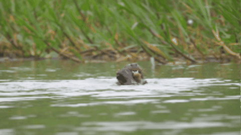 GIF of an otter swimming in the water and eating a fish