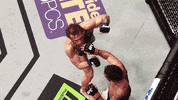 like a boss fight GIF by Conor McGregor