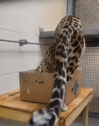 Leopard Sits in Box at Memphis Zoo