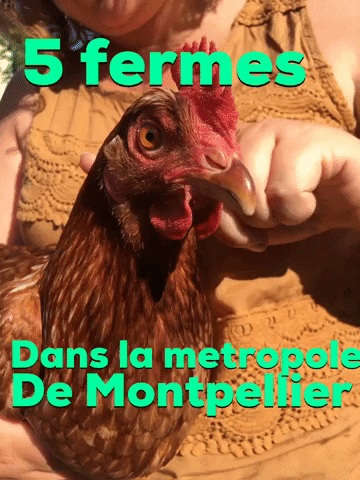 isabellezaboul la poule de le ferme de la condamine montpellier GIF