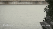 hot docs dog GIF by EMAfilms