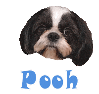 Dog Pooh Sticker