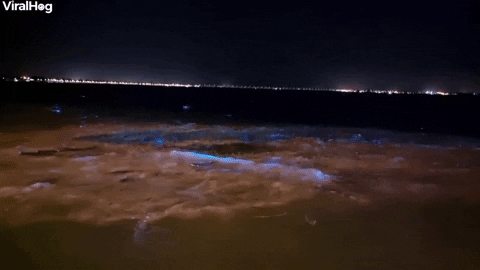 Bioluminescent Algae Bloom In Brisbane Australia GIF by ViralHog