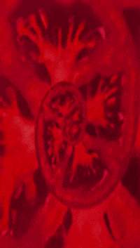 tomatorevolution tomato tomatoes tomato tuesday happy tomato tuesday GIF