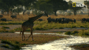 savage kingdom big cat week GIF by Nat Geo Wild 