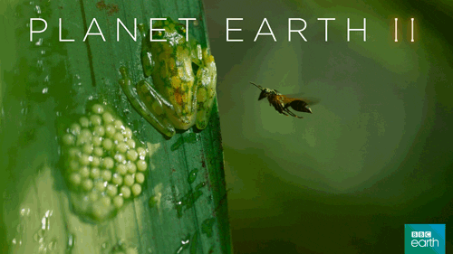 defend planet earth GIF by BBC Earth